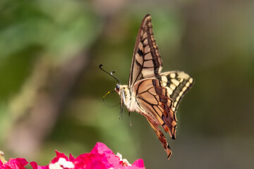 Swallowtail