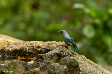 Verditer Flycatcher bird in the rain forest