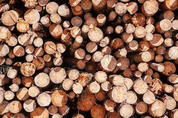 Fototapeta premium Pile of chopped wood tree, abstract wooden background with lumber elements