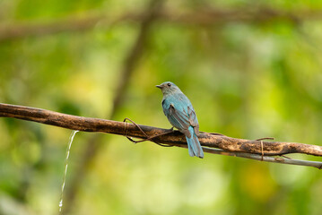 Obraz premium Verditer Flycatcher bird in the rain forest