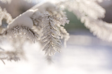 Close Up Snow Covered Winter Spruce Frost Branches on Blur Snowy Background