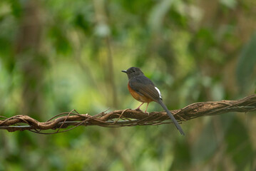White Rumped Shama bird in the rain forest