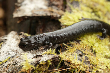 Closeup on a black adult of the endangered Del Norte salamander, Plethodon elongatus