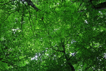 Fototapeta premium View in a forest just next to the gorges of Pont-du-Diable are gorges crossed by the Dranse de Morzine in the Chablais massif in Haute-Savoie
