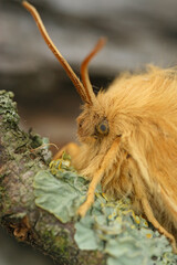 Detailed closeup on the Oak Eggar moth, Lasiocampa quernus