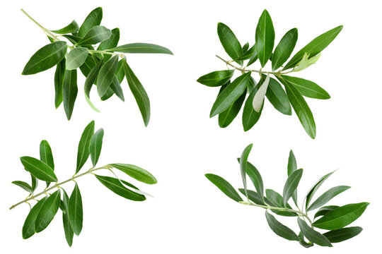 olive branch n transparent background