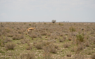 Etosha National Park Wildlife, Namibia