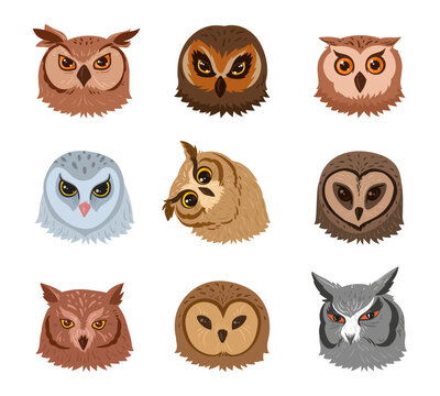Owl faces. Cartoon adorable feathered owls avatars, wild forest birds heads flat vector illustration on white background