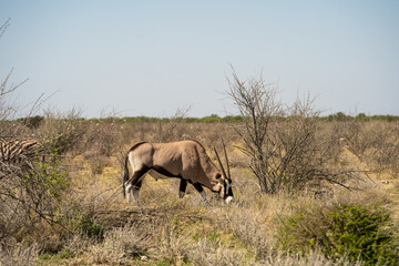 Naklejka na ściany i meble Etosha National Park Wildlife, Namibia