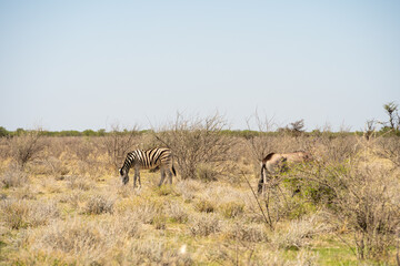 Fototapeta na wymiar Etosha National Park Wildlife, Namibia