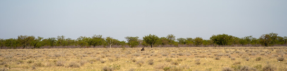 Etosha National Park Wildlife, Namibia - obrazy, fototapety, plakaty