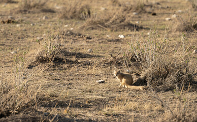 Etosha National Park Wildlife, Namibia