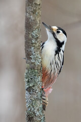 White-backed Woodpecker
