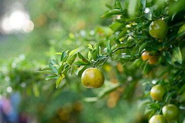 Fresh Oranges on the tree with blurred nature background in Garden at Thailand.