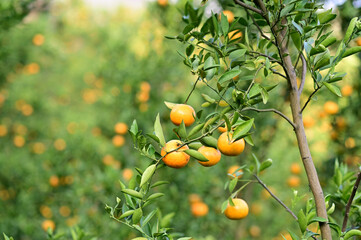 Fresh Oranges on the tree with blurred nature background in Garden at Thailand.