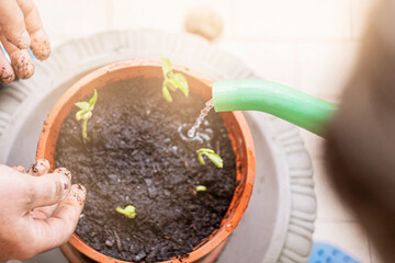 Young plants watered from a watering can