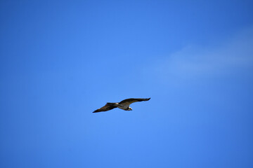 Osprey Bird Gliding with Wings in Flight