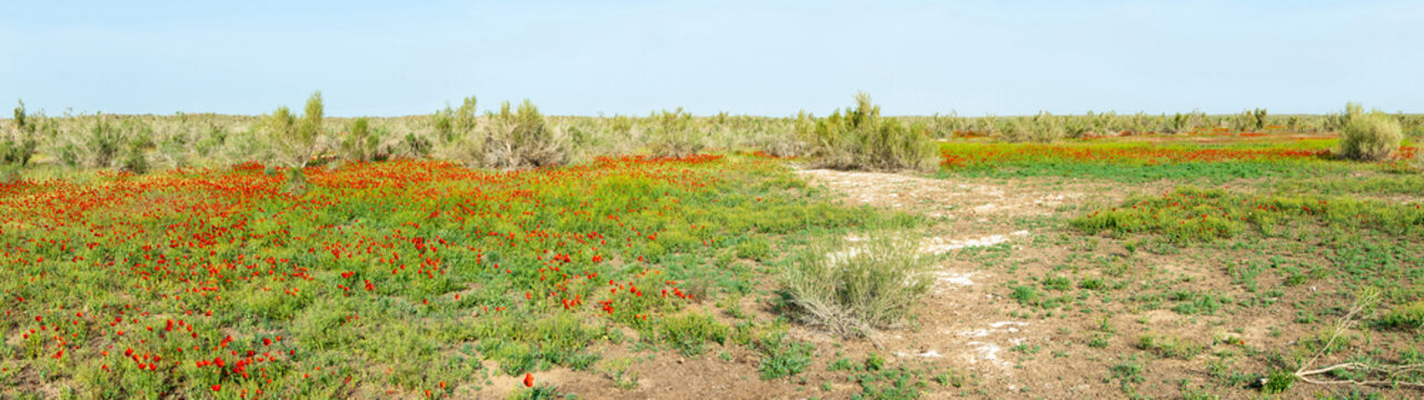 Panorama 180 blooming steppe in spring