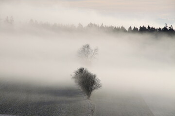 a tree in the middle of the fog, behind it forest in autumn