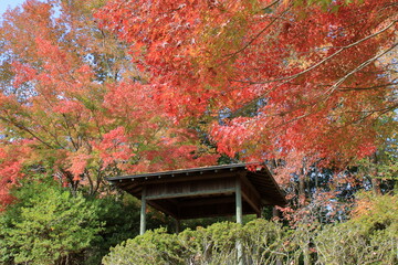 ダム近くの広場の紅葉