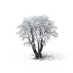 tree in winter isolated transparent png