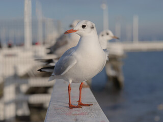 Slender-billed Gull sitting on the pier of the Baltic Sea Sopot Poland