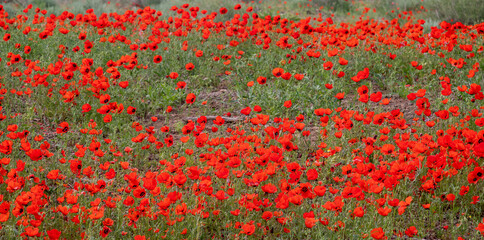 Poppies growing in the kyzylkum desert