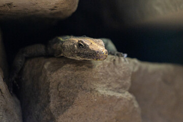 closeup of a lizard hiding between rocks