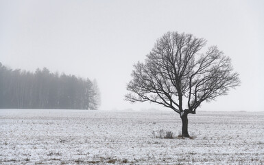 Winter. Cloudy and foggy. A detached beautiful oak tree in a clean snowy field. In the background, the edge of a coniferous forest