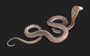 3d Illustration of Albino king cobra snake isolated on black background, White and brown cobra snake with clipping path.