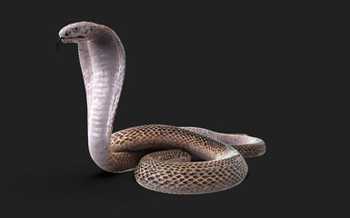 3d Illustration of Albino king cobra snake isolated on black background, White and brown cobra snake with clipping path.