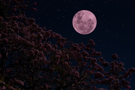 Full moon on the sky with flowers tree branch at night.