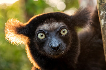 Indri - Indri indri, rain forest Madagascar east coast, Cute primate, Madagascar endemite. The largest lemur.