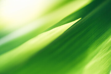 Natural green leaf texture with sun light use for nature background wallpaper cover page 