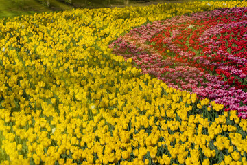 Obraz premium Glade of yellow, red and pink tulips in the sun in the spring park.