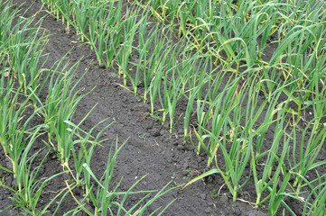 organically cultivated garlic plantation in the vegetable garden