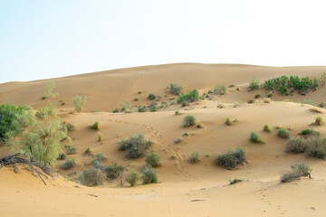 Fototapeta na wymiar Green flowering bushes grow on the dunes of the Kyzylkum desert in Kazakhstan.