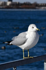 Close up of a Ring Billed Gull sitting perched along pedestrian guard rail to harbor