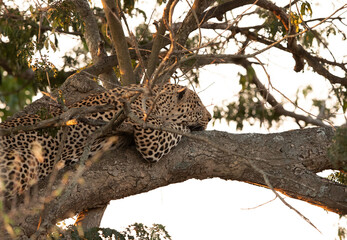 Fototapeta na wymiar A huge male leopard resting on a tree, Masai Mara, Kenya