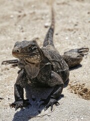 Iguana