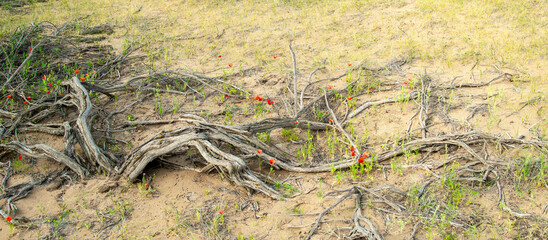Among the dried roots of the rare desert Saxaul tree