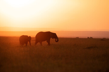 Naklejka na ściany i meble Silhouette of African elephants during sunset, Masai Mara, Kenya