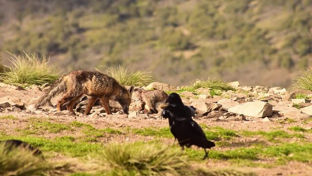 Wild fox sniffing killed prey