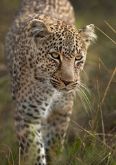 Portrait of a leopard, Masai Mara, Kenya