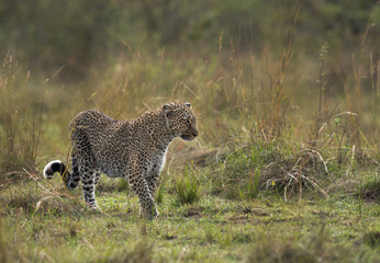 Leopard in the savannah grassland at Masai Mara, Kenya
