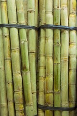 Sugar canes grouped in a bale.