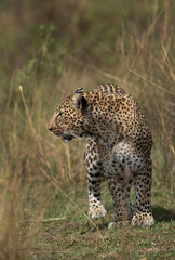Closeup of a leopard in the grasses of Masai Mara, Kenya