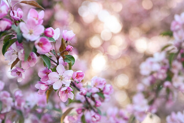 Soft spring floral background. A branch of a blossoming apple tree close-up. Blurred background with bokeh, shallow depth of field, copy space.