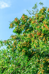 Fototapeta na wymiar Sweet jujubes grow on jujube tree. Ripe date fruits in autumn season.