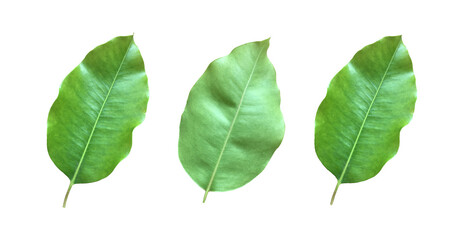 Isolated back surface leaf and front surface leaf of mimusops elengi, spanish cherry, medlar or bullet wood on white background, clipping paths.